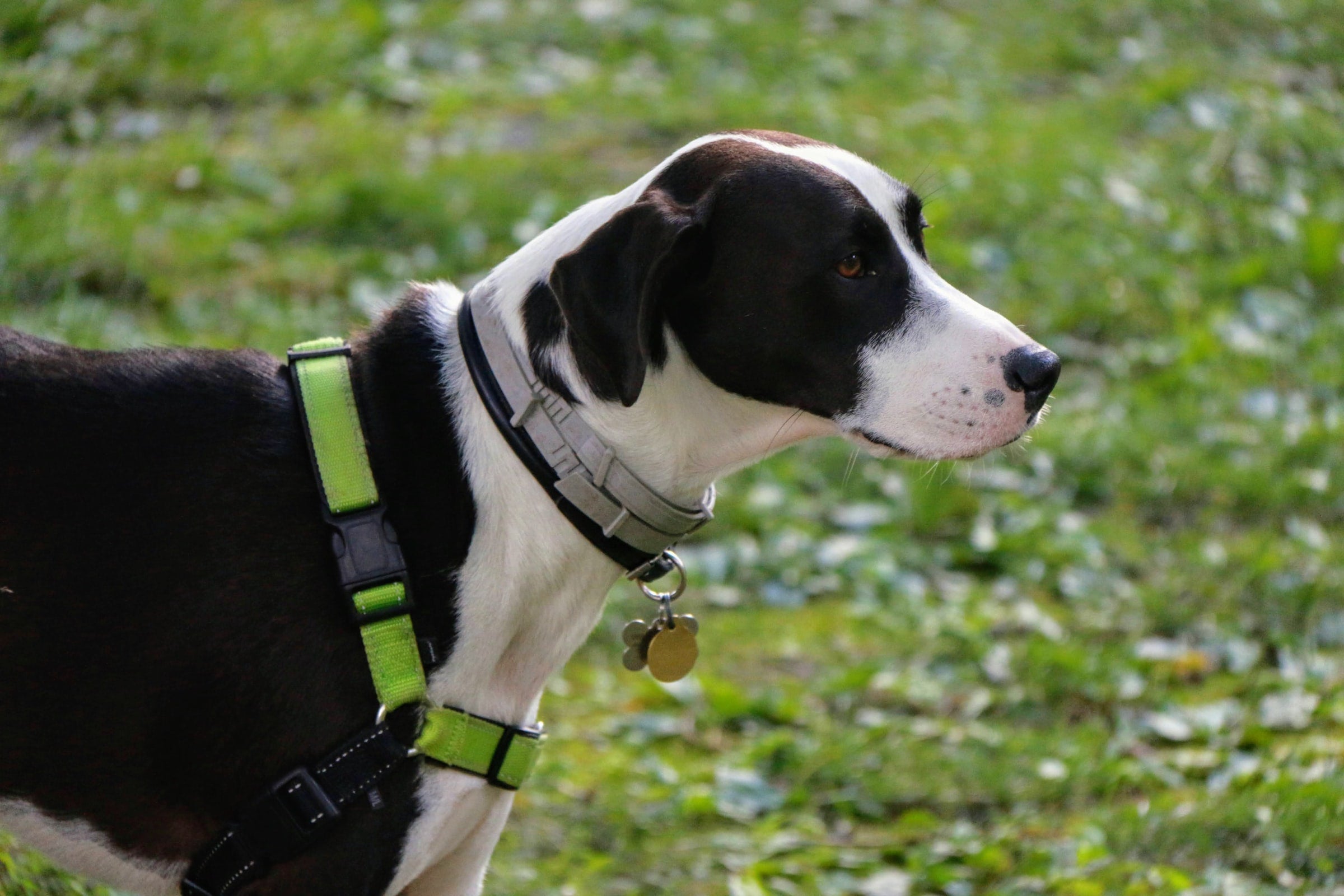 Dog Collar, Harness & Leash